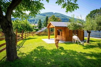 Zdjęcie przedstawia dwie alpaki pasące się przy małym drewnianym domku. W tle widoczny górzysty krajobraz.